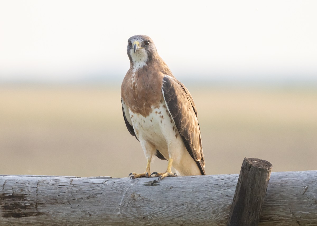 Swainson's Hawk - ML346128951