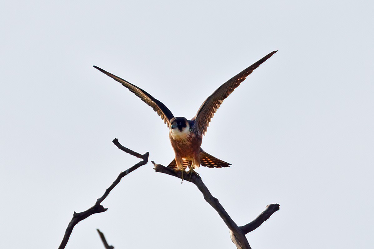 Australian Hobby - Mat Gilfedder