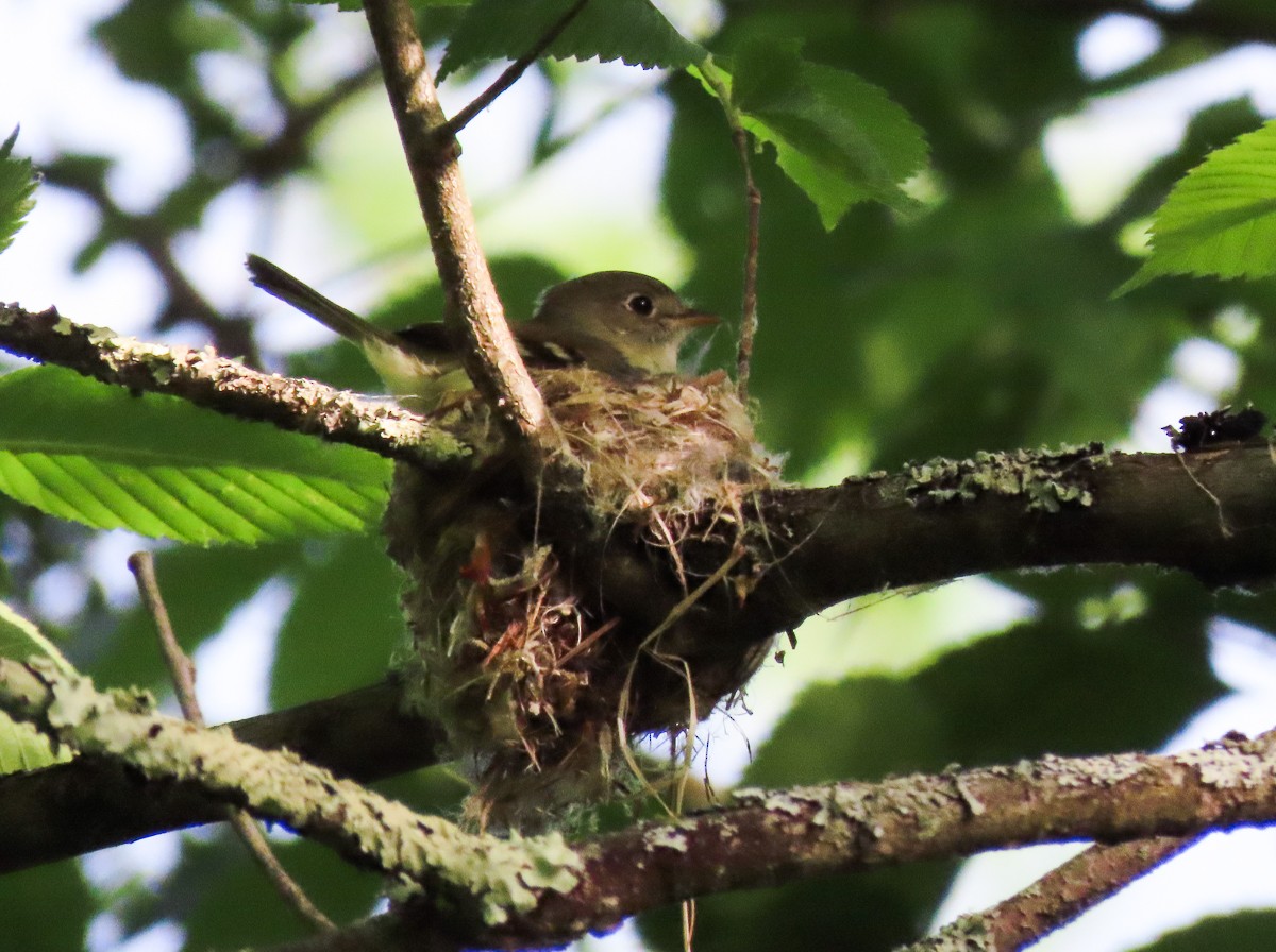 Least Flycatcher - Carena Pooth