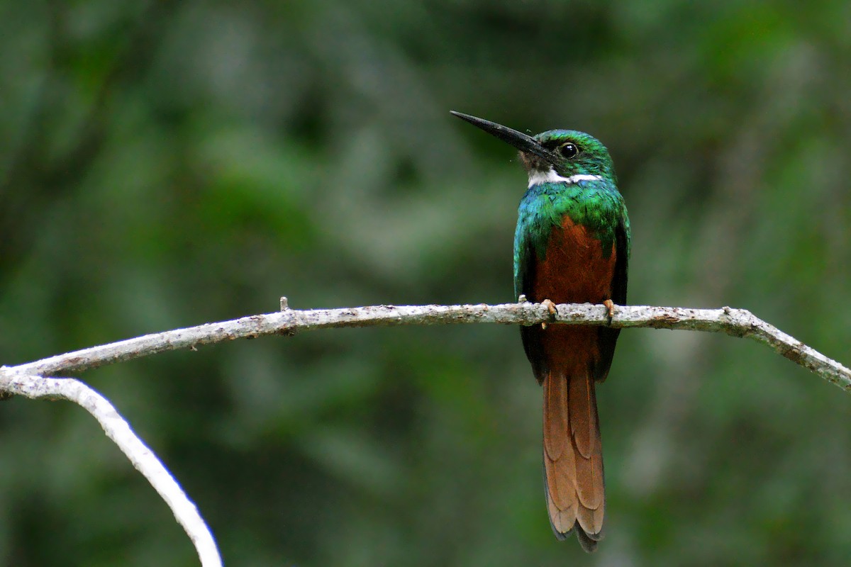 Rufous-tailed Jacamar - ML346131051