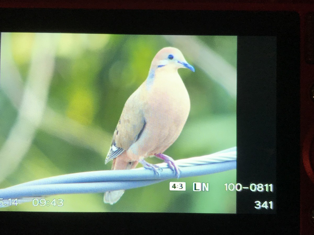 Zenaida Dove - Louise L. Gomez