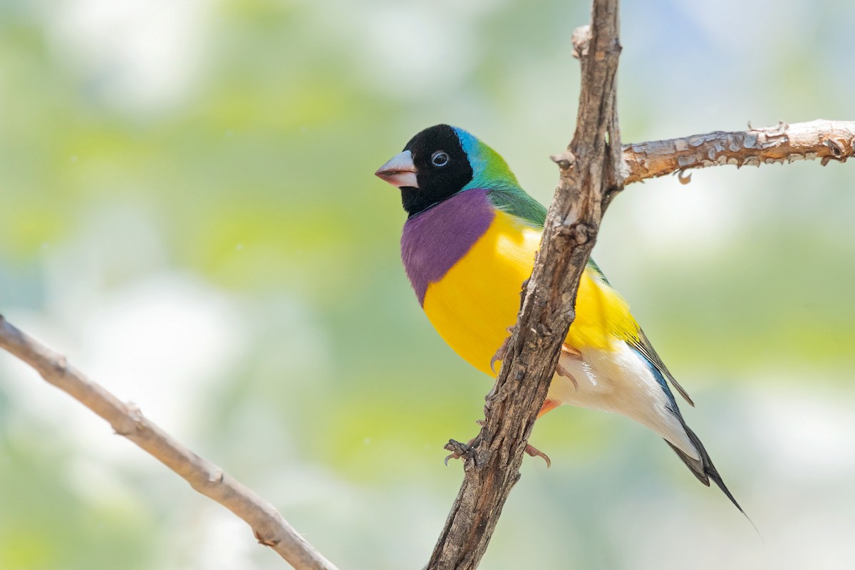 Gouldian Finch - ML346131621