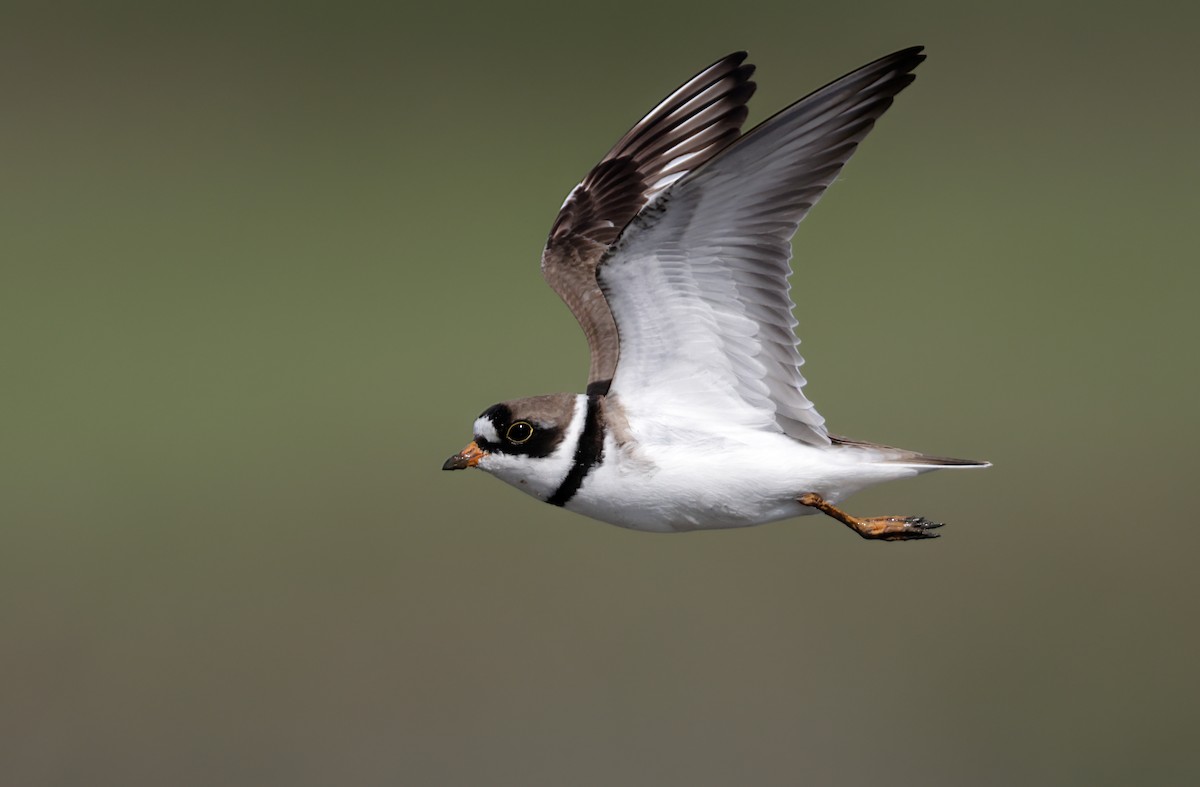 Semipalmated Plover - ML346131641