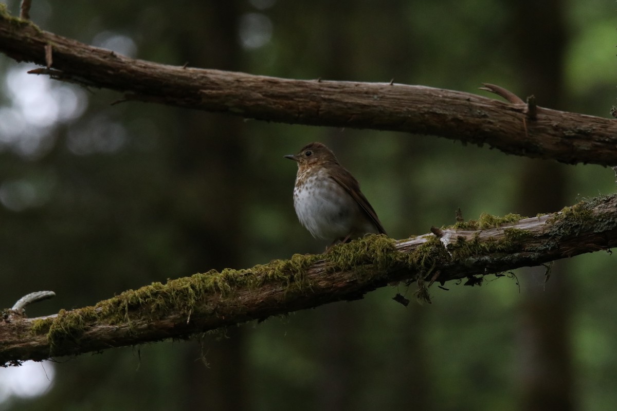 Swainson's Thrush - ML346131861