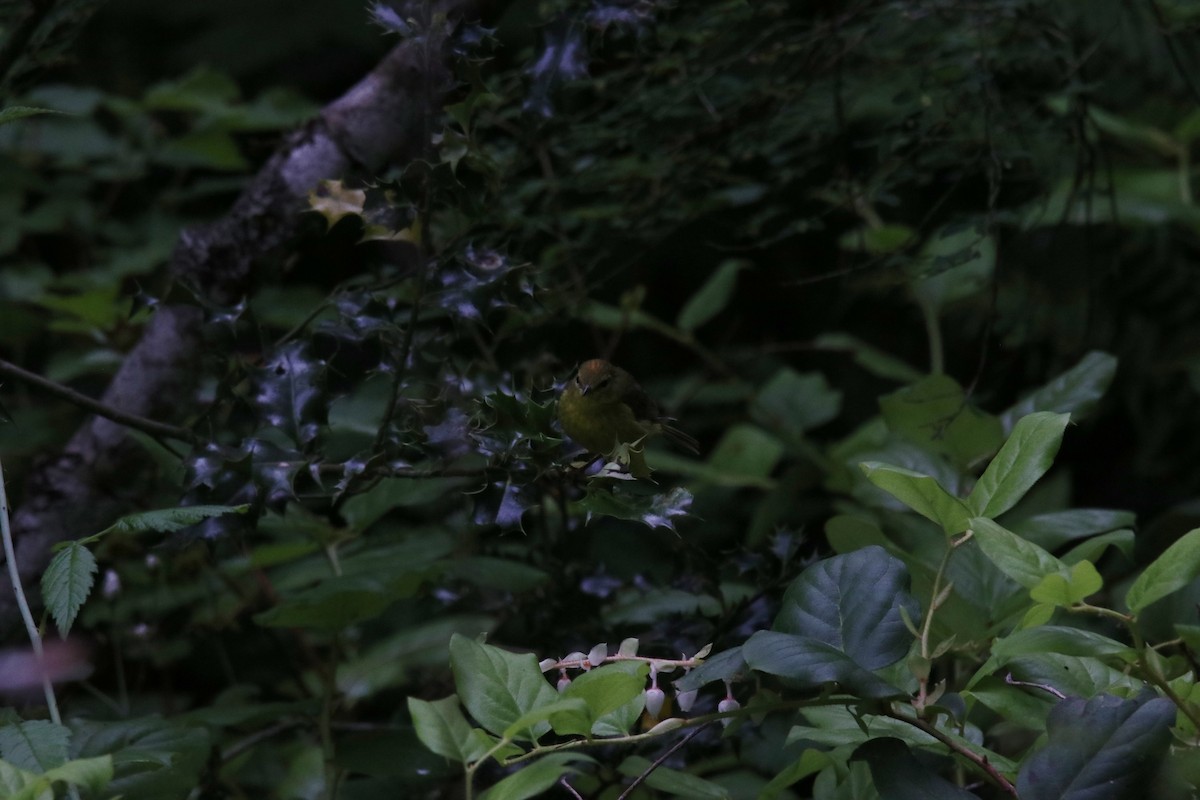 Orange-crowned Warbler - ML346131911