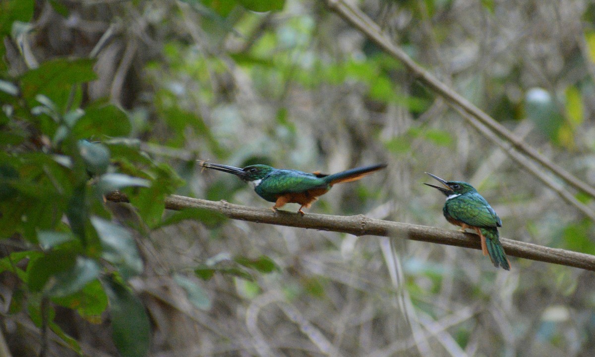 Rufous-tailed Jacamar - ML346133021