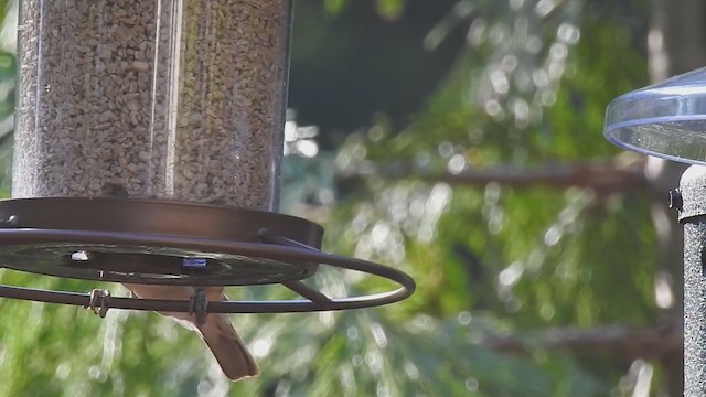 Black-headed Grosbeak - ML346133511