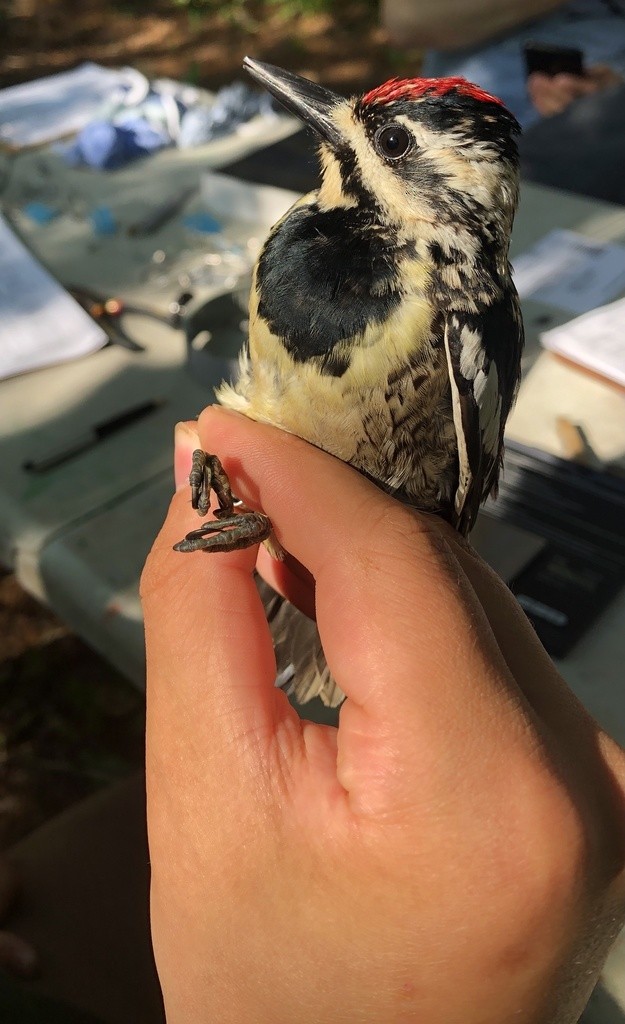 Yellow-bellied Sapsucker - ML346134011