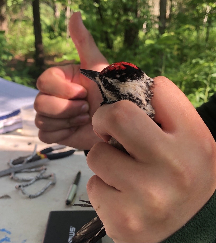 Yellow-bellied Sapsucker - ML346134091