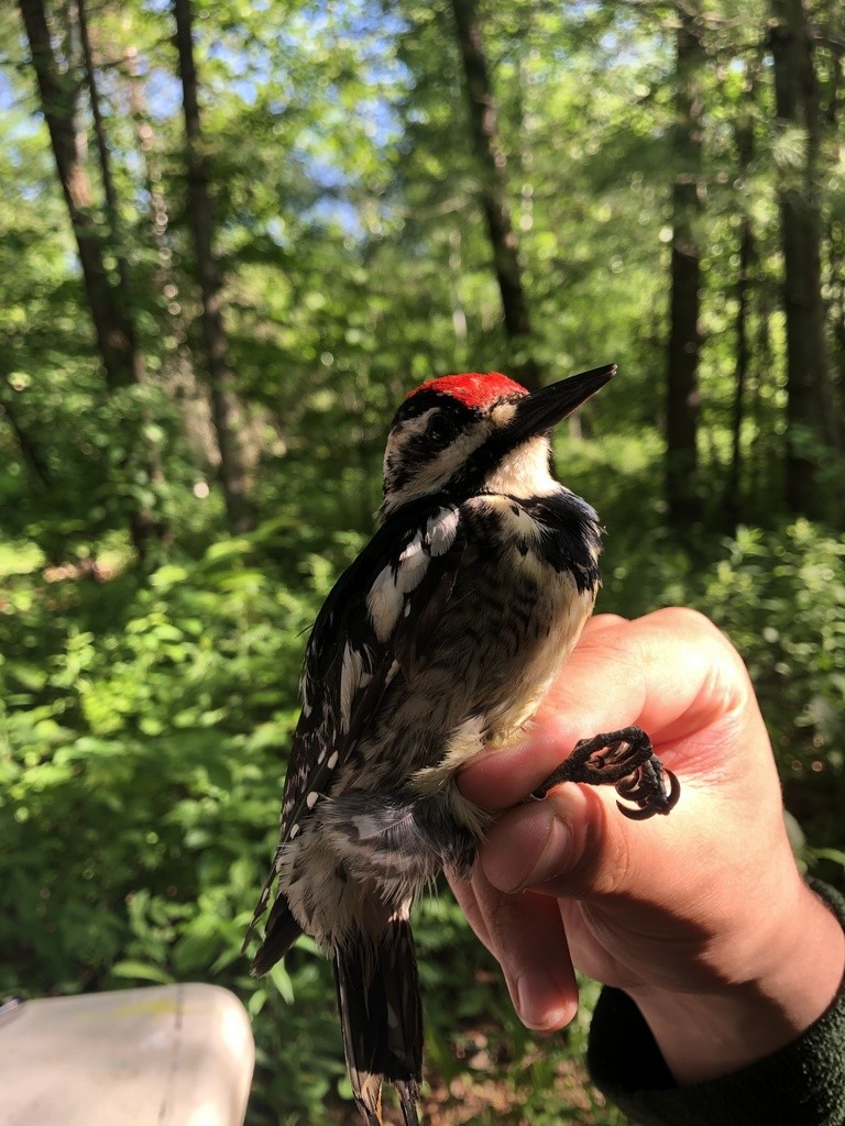 Yellow-bellied Sapsucker - ML346134111