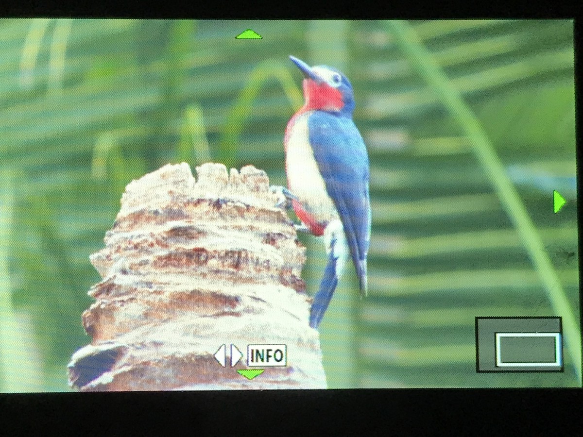 Puerto Rican Woodpecker - Louise L. Gomez