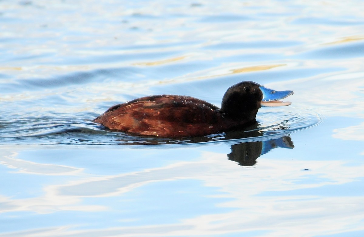 Lake Duck - Kurt Hennige