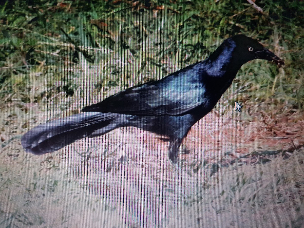 Greater Antillean Grackle - ML346136131