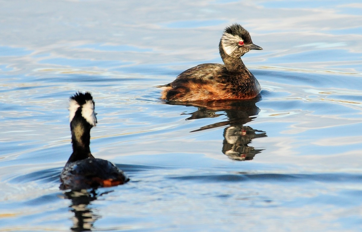 White-tufted Grebe - ML34613731