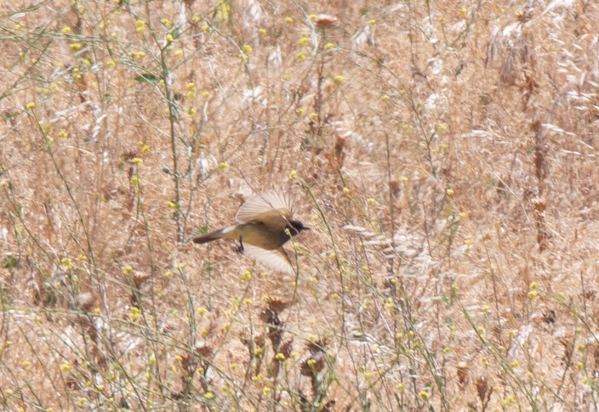Cassin's Kingbird - ML346138031