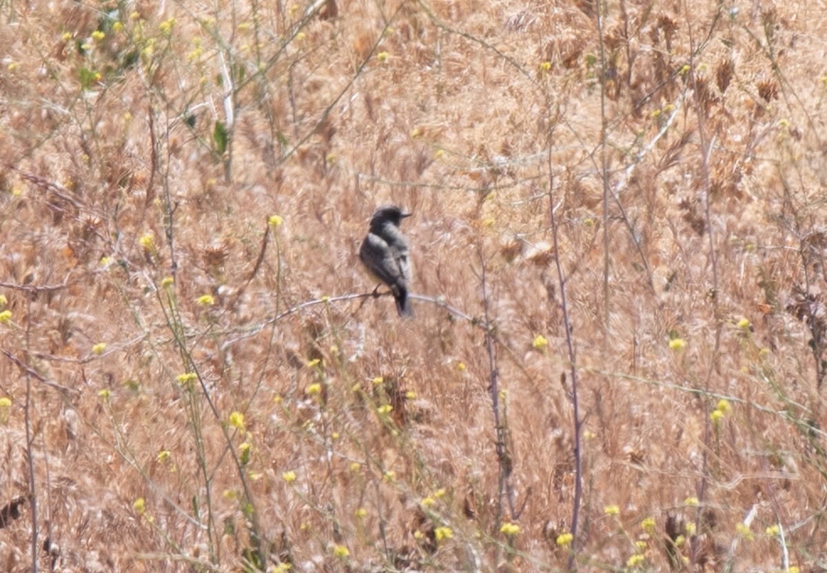 Cassin's Kingbird - ML346138051