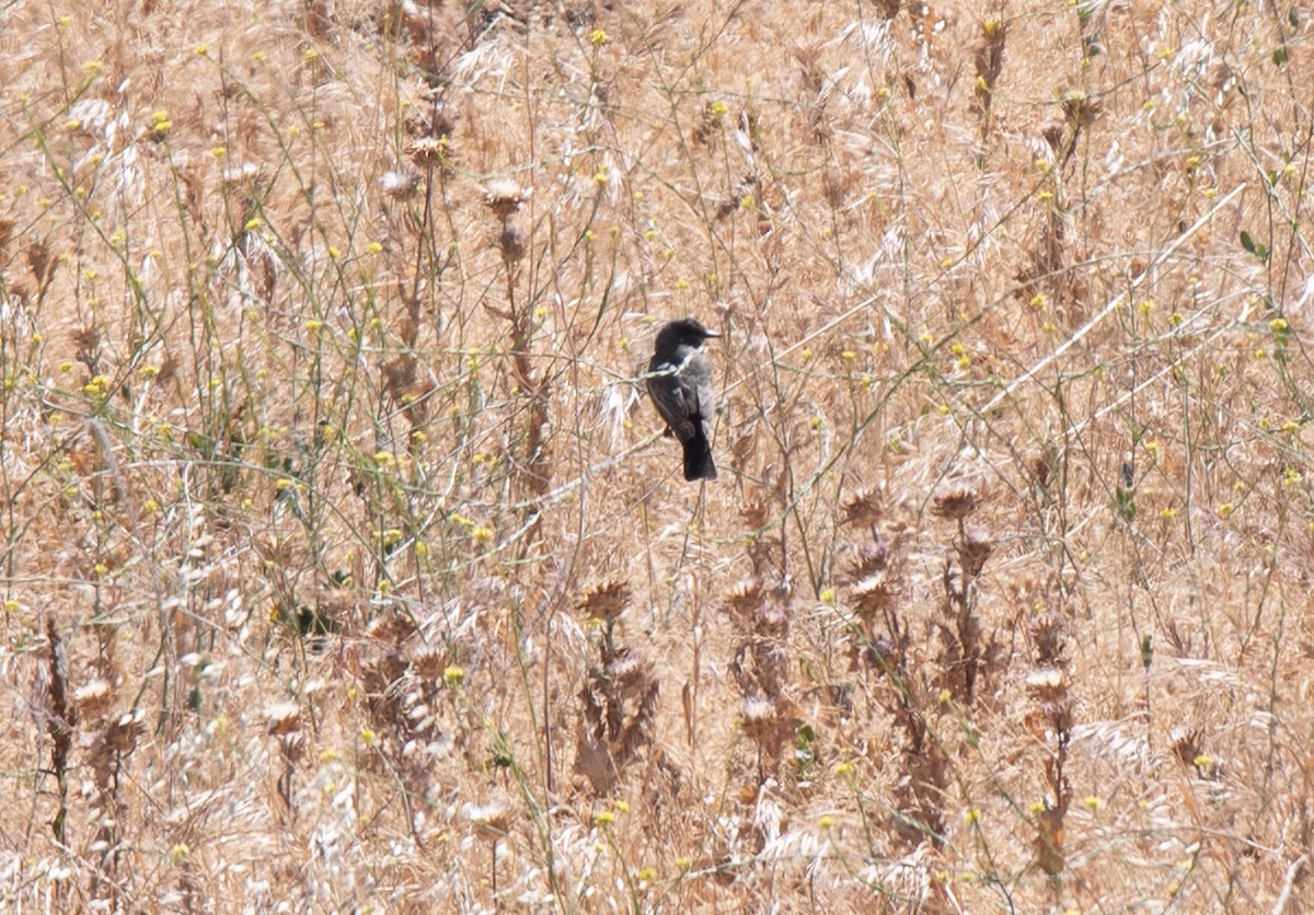 Cassin's Kingbird - ML346138061