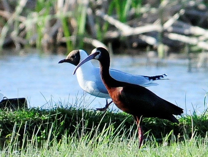 White-faced Ibis - ML34613821