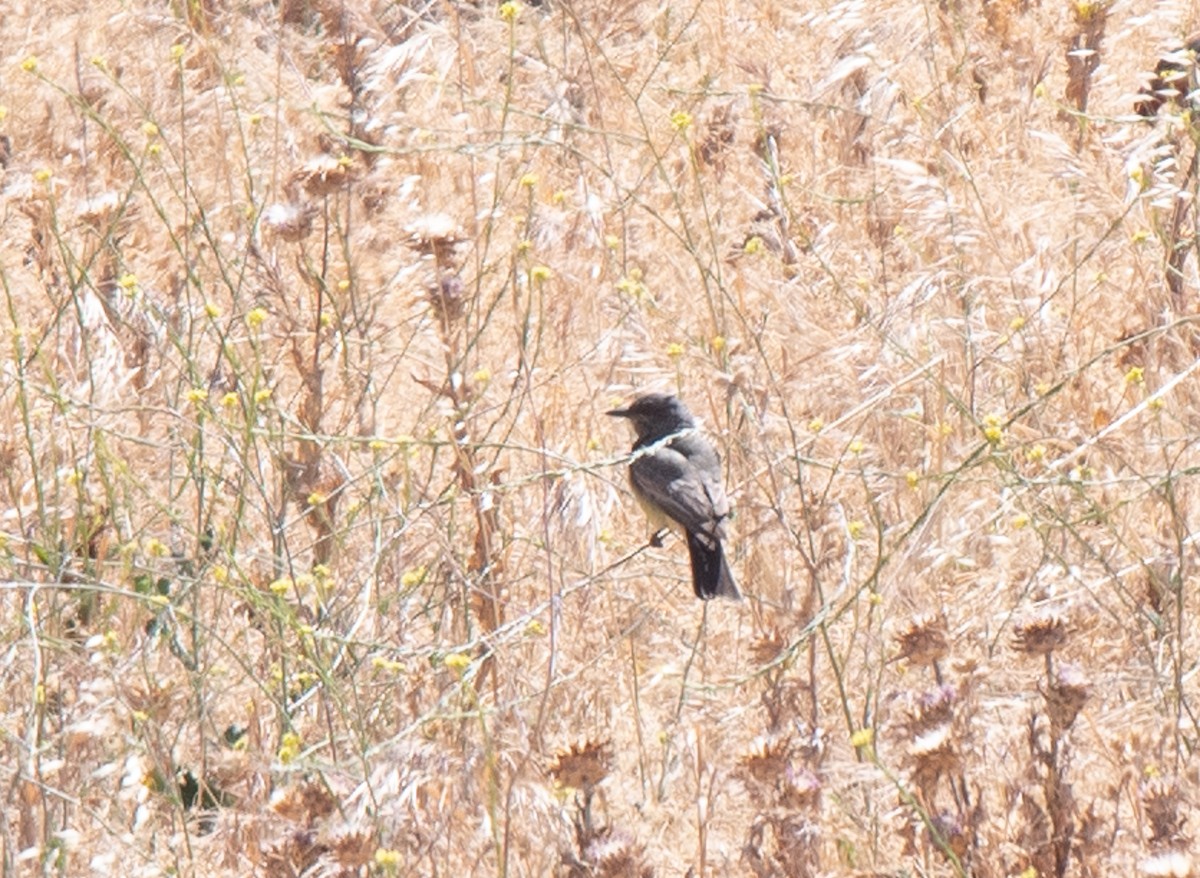 Cassin's Kingbird - ML346138791