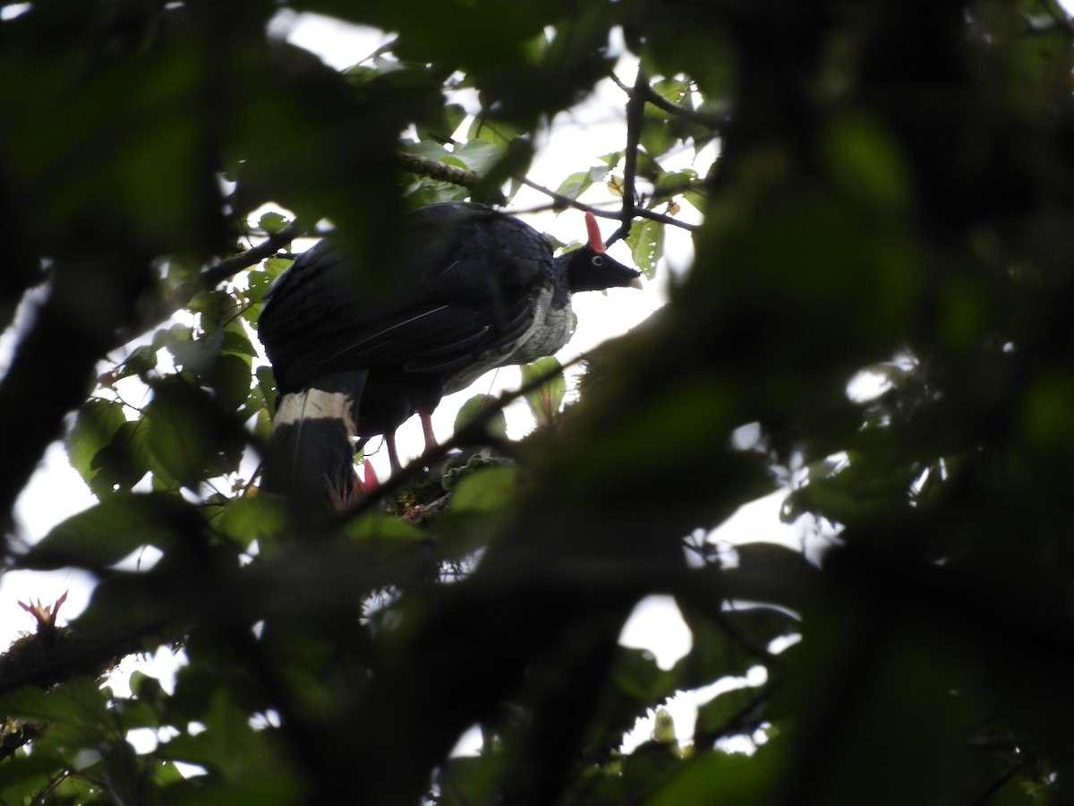 Horned Guan - Rafael  Calderón Parra