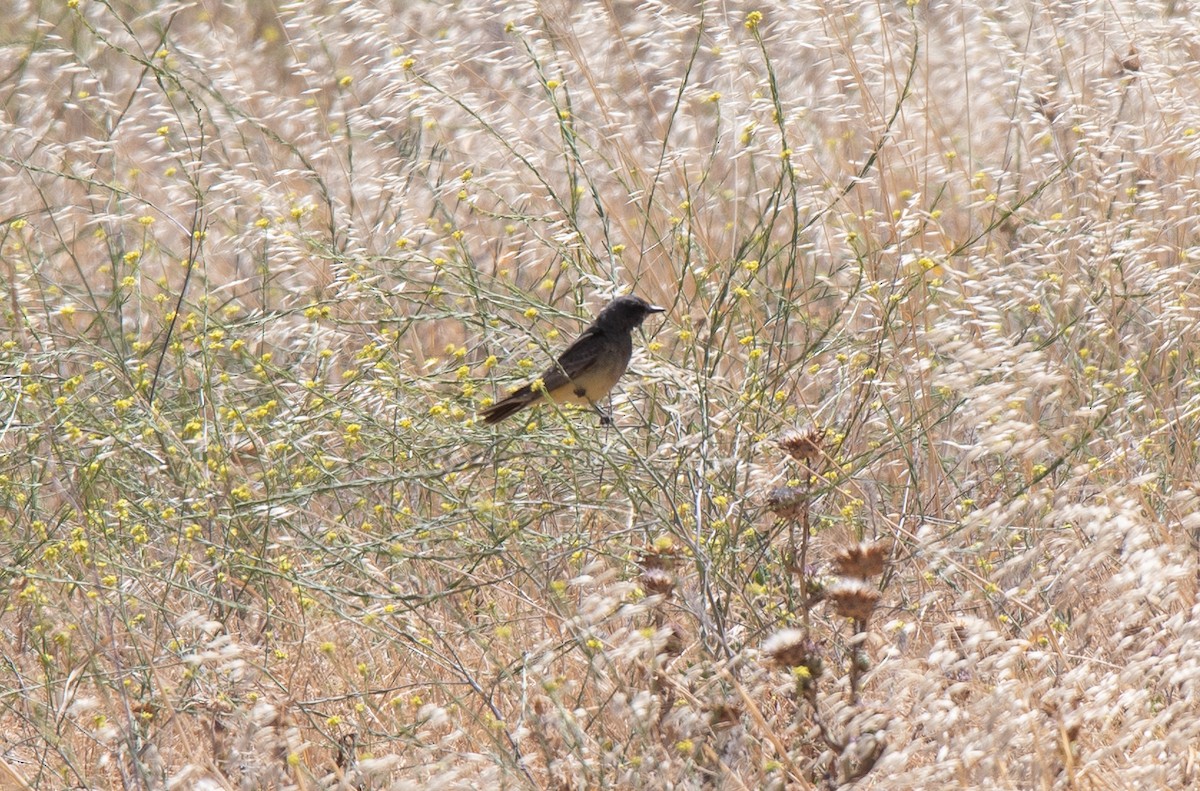 Cassin's Kingbird - ML346138811