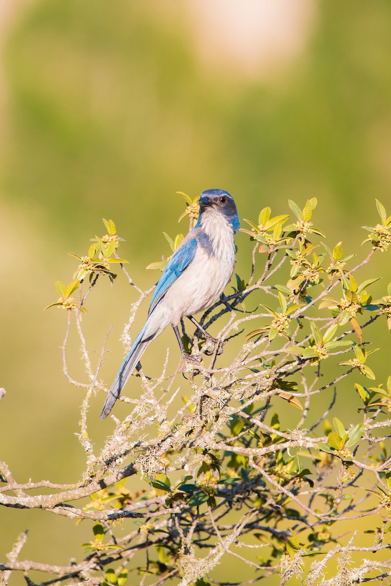 California Scrub-Jay - ML346138981
