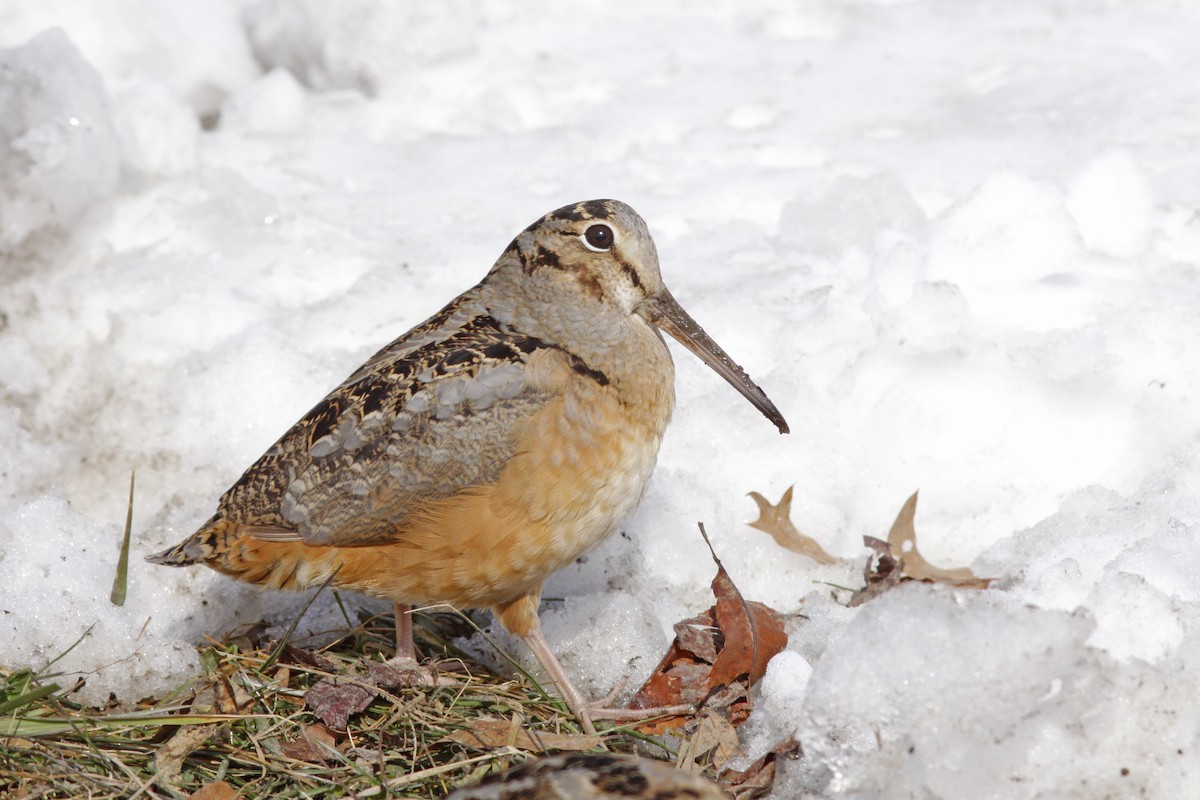 American Woodcock - ML346139881