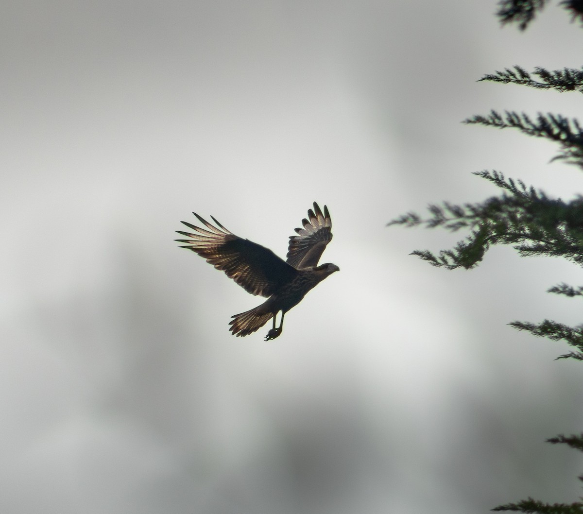 Crested Caracara (Southern) - ML346140181