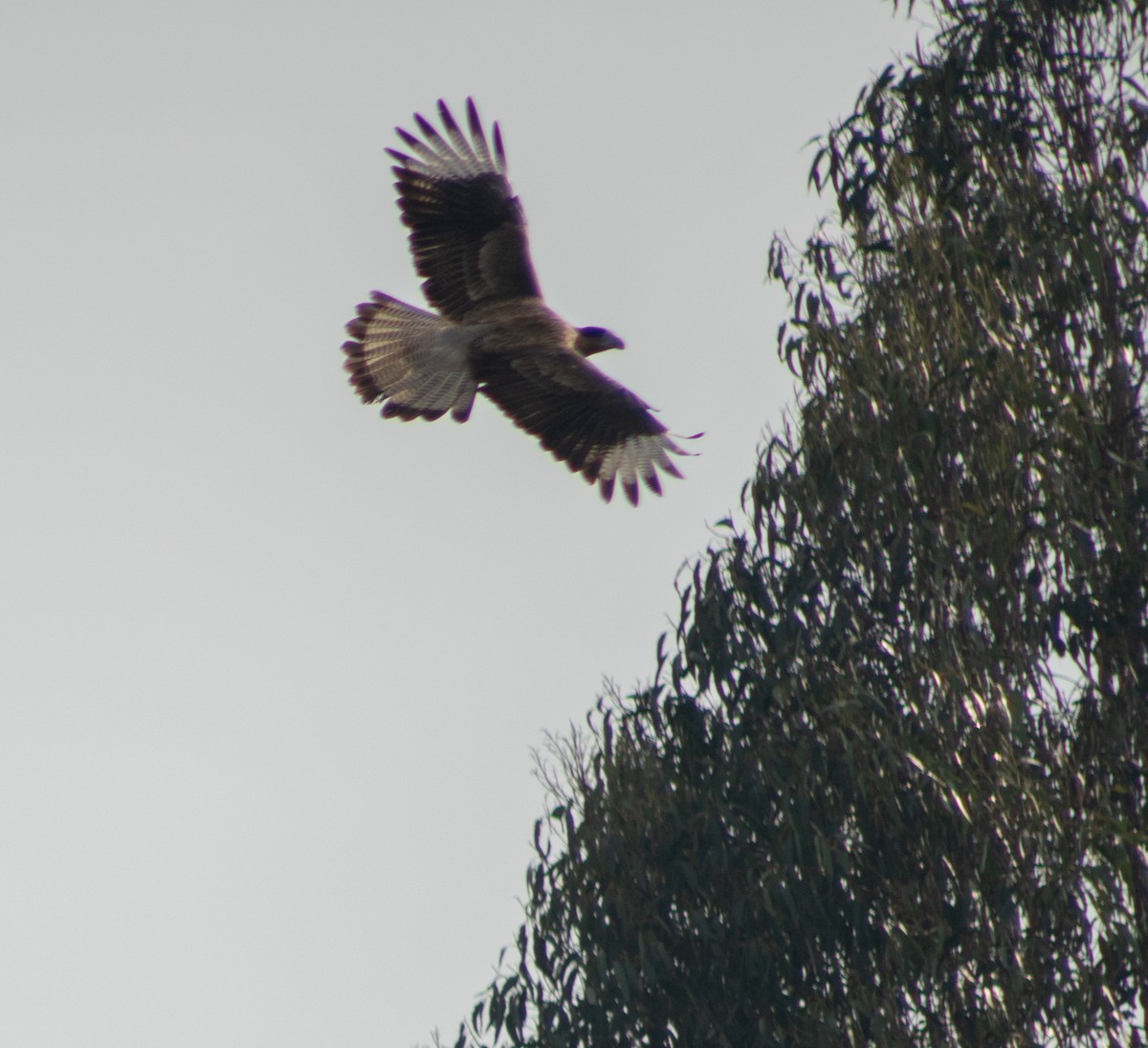 Caracara huppé (plancus) - ML346140201