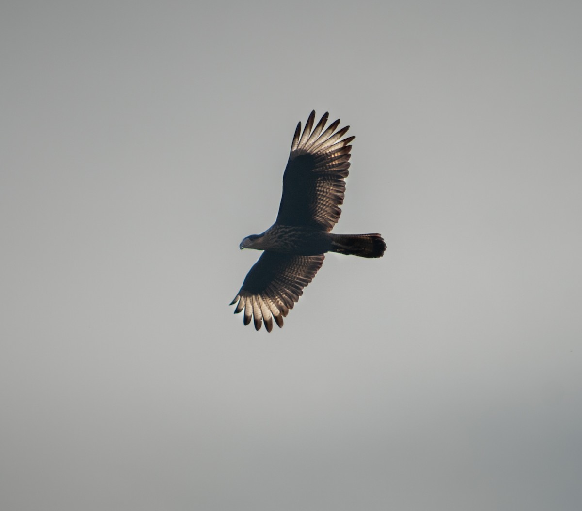 Caracara Carancho (sureño) - ML346140231