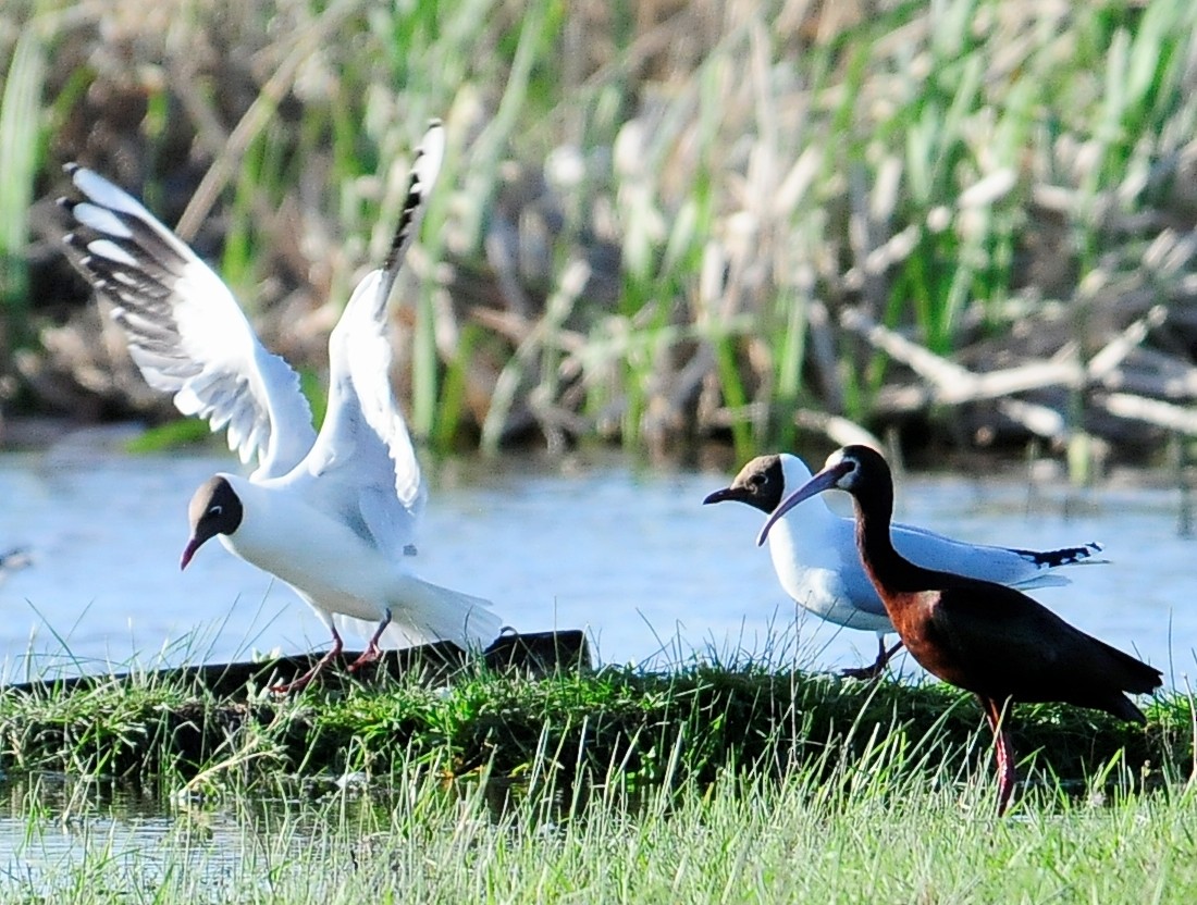 Brown-hooded Gull - ML34614031