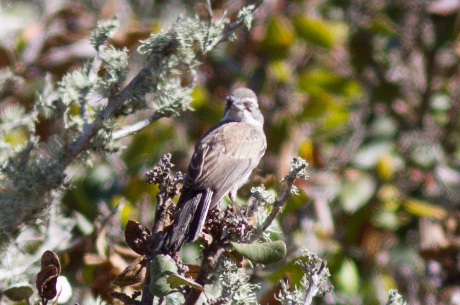 Black-throated Sparrow - ML34614541