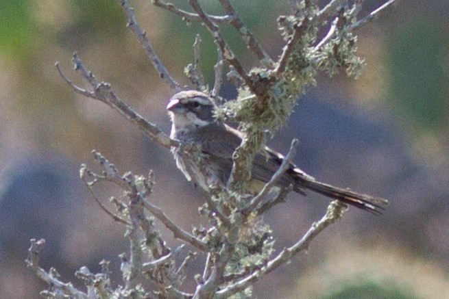 Black-throated Sparrow - ML34614551