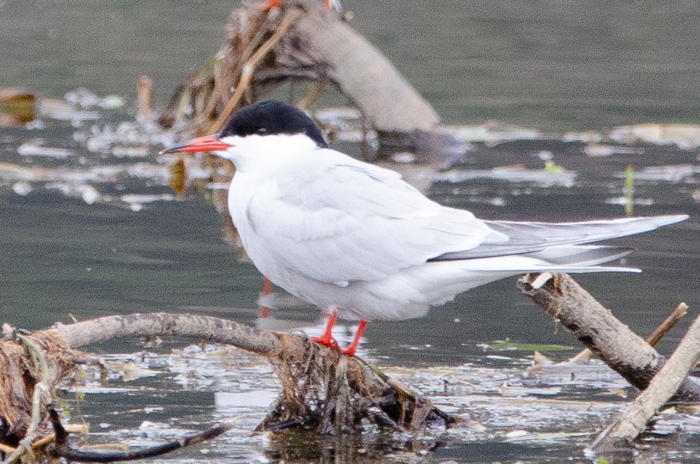 Common Tern - ML346146071