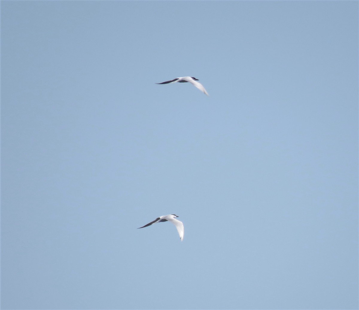 Gull-billed Tern - ML346148341