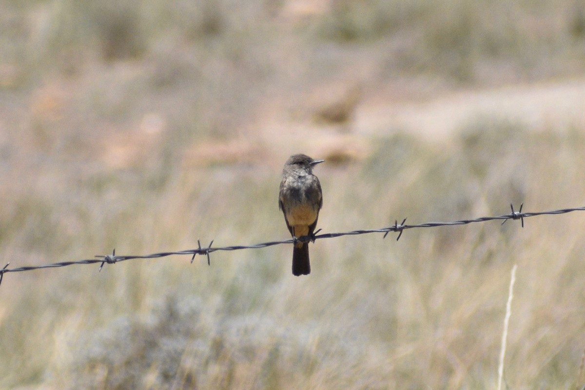 Say's Phoebe - ML346148901