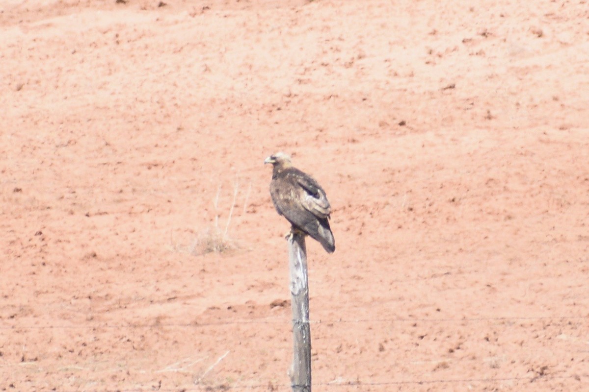 Águila Real - ML346148991