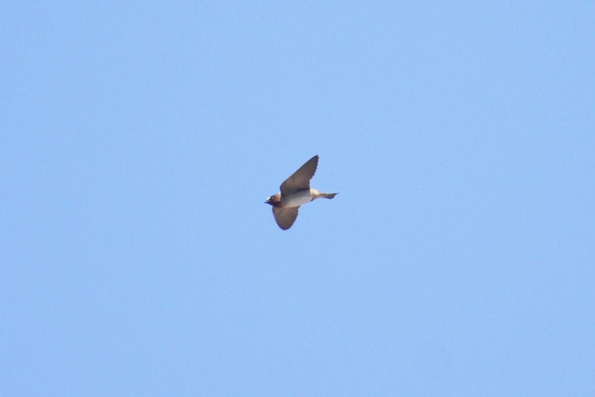 Cliff Swallow - ML346149051