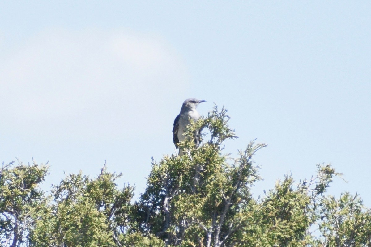 Northern Mockingbird - ML346149101