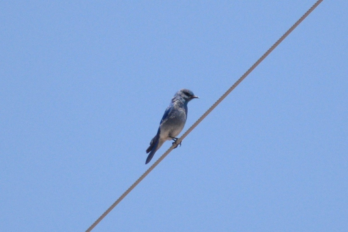 Mountain Bluebird - ML346149141