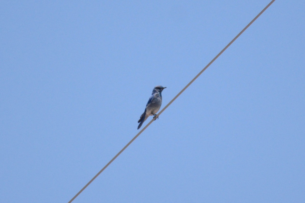 Mountain Bluebird - ML346149171