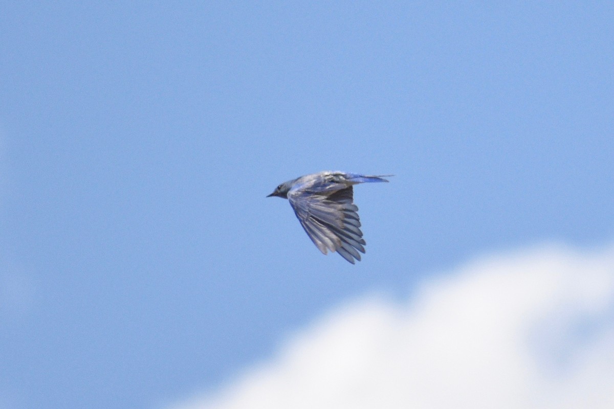 Mountain Bluebird - ML346149211