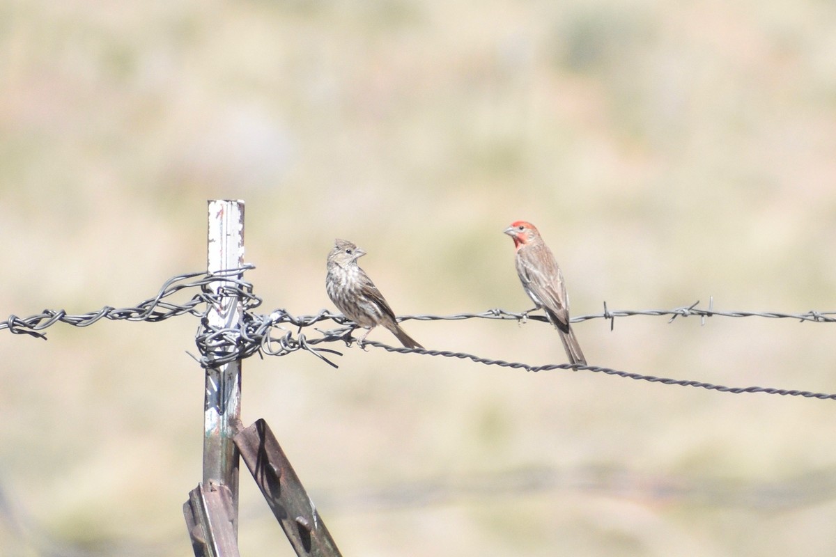 House Finch - ML346149281