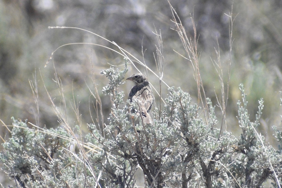 Vesper Sparrow - ML346149351