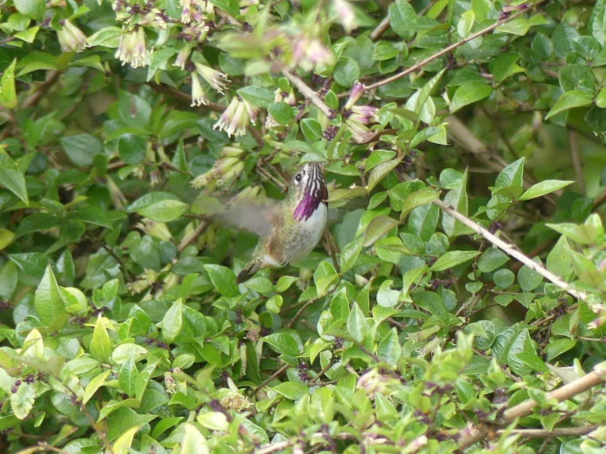 Calliope Hummingbird - ML346150161