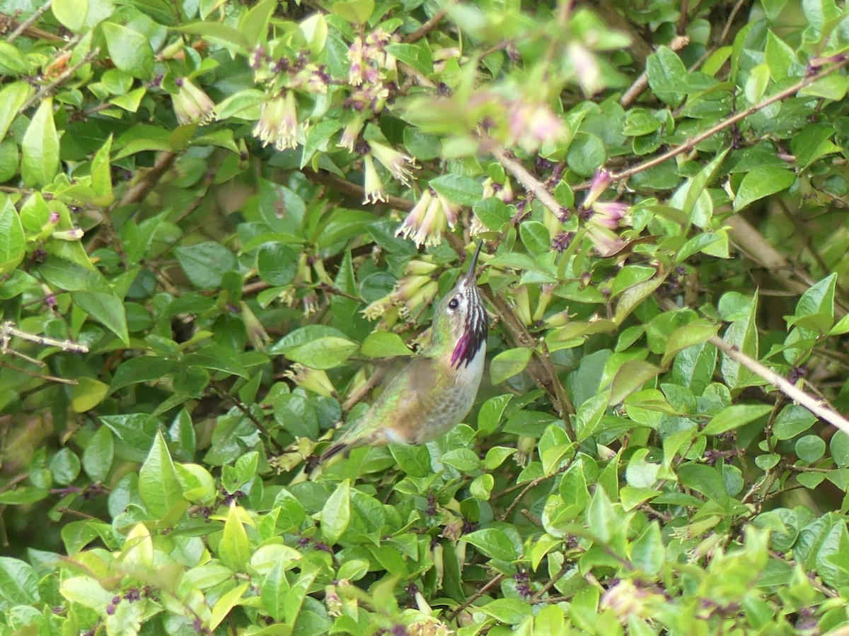 Calliope Hummingbird - ML346150221