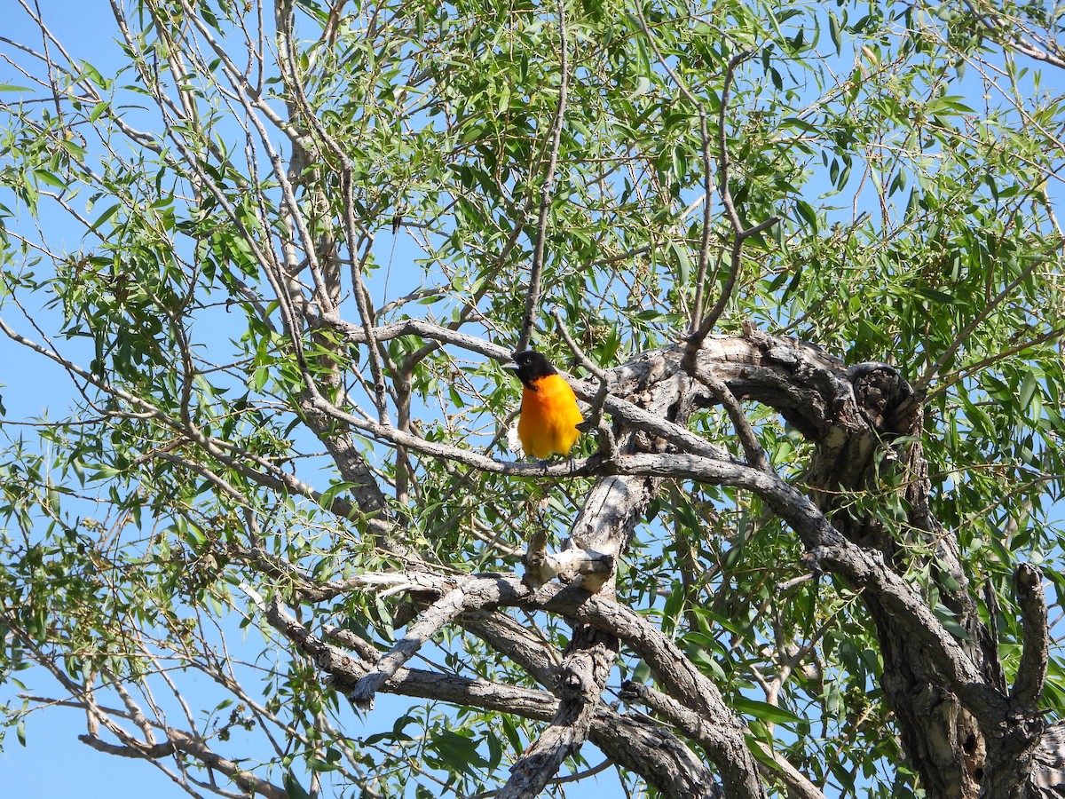 Baltimore Oriole - ML346150761