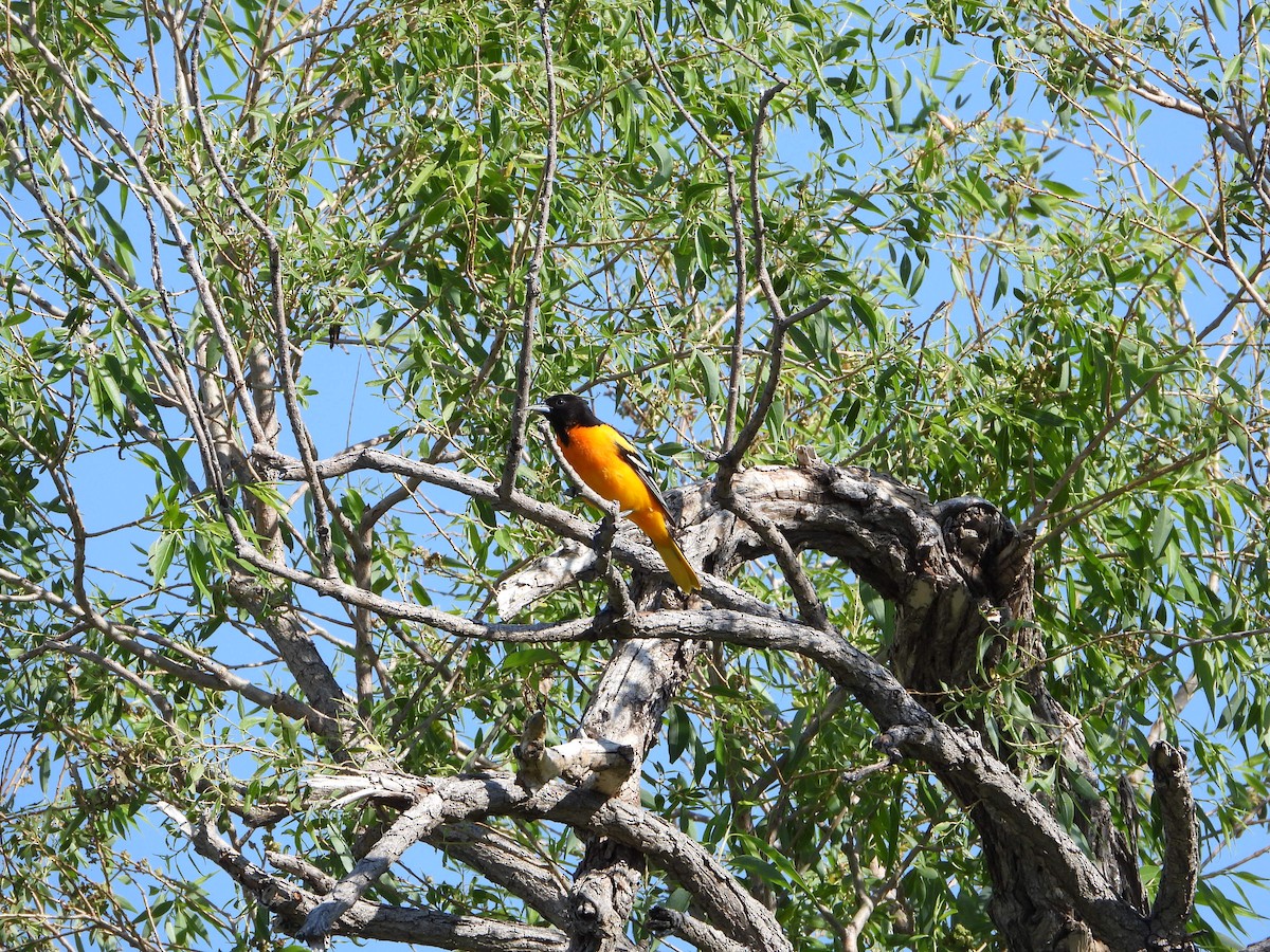 Baltimore Oriole - ML346151241