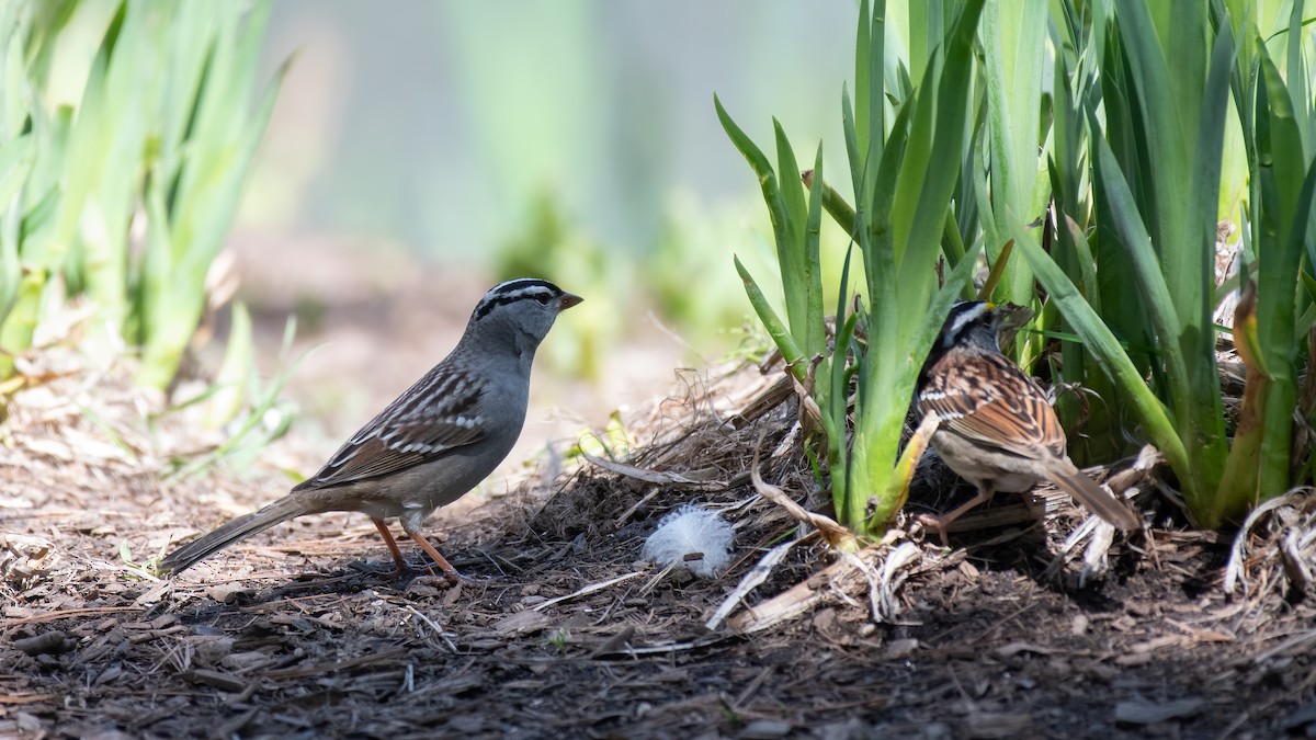 White-crowned Sparrow - ML346151411