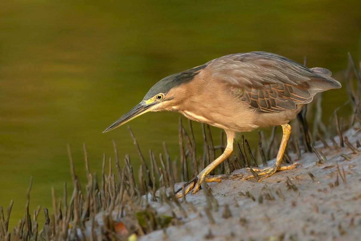 Striated Heron (Old World) - David Irving